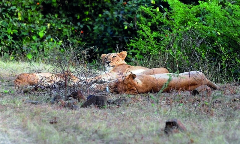 India probes death of 12 endangered lions