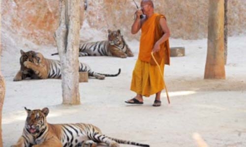 Tug-of-war resumes over Thai temple tigers