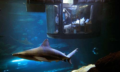 Win competition and sleep with sharks in aquarium – literally