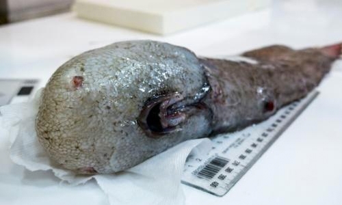 Faceless fish among weird deep sea Australian finds