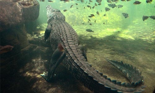 Crocodile takes woman during night swim