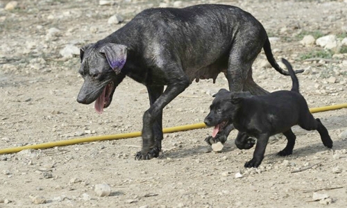 Stray dog poisoning video sparks Lebanon outcry