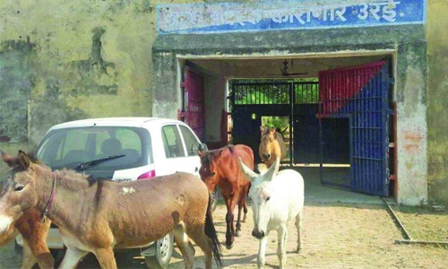 Eight donkeys jailed for four days in India