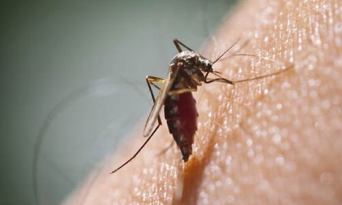 Hawaii reports first US case of Zika-linked brain damage