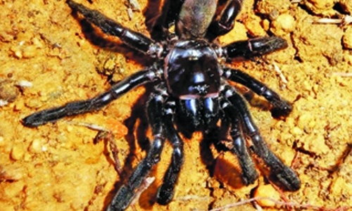 World’s oldest spider dies