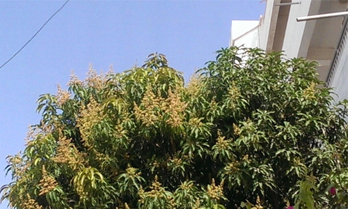 Mango trees bloom in Bahrain 