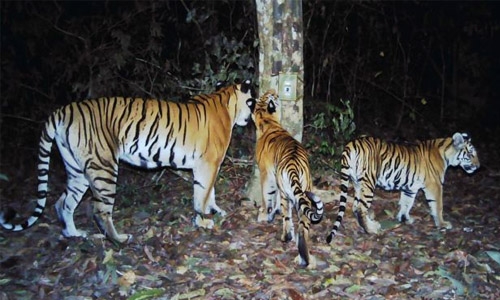 Bangladesh doubles wildlife sanctuary