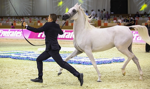 Bahrain to take part in Horse Fair