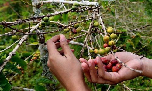 Coffee cafes pop up in remote corner of Indonesia