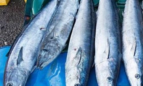 Bahrain to lift ban on fishing kingfish today