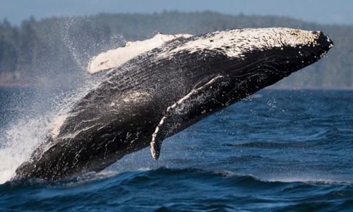 Whales under threat as climate change impacts migration