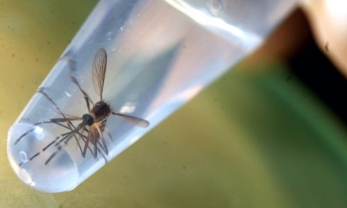 Philippines reports first Zika pregnancy case