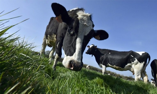 EU offers milk farmers 500 mn euros to shore up prices