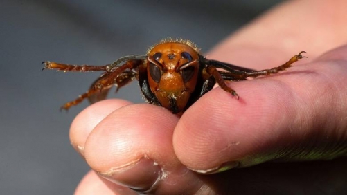 First ever nest of Asian giant hornets found in US