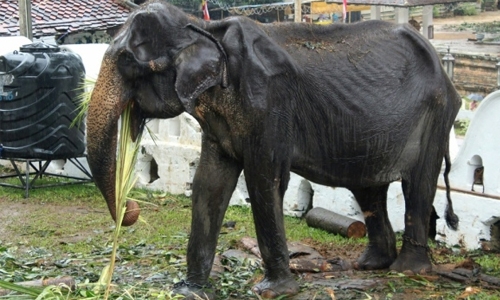 Skeletal elephant dies in Sri Lanka weeks after parade outcry