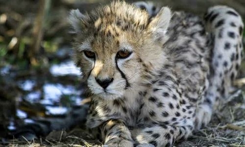 Iran's rare cheetah cub dies of kidney failure
