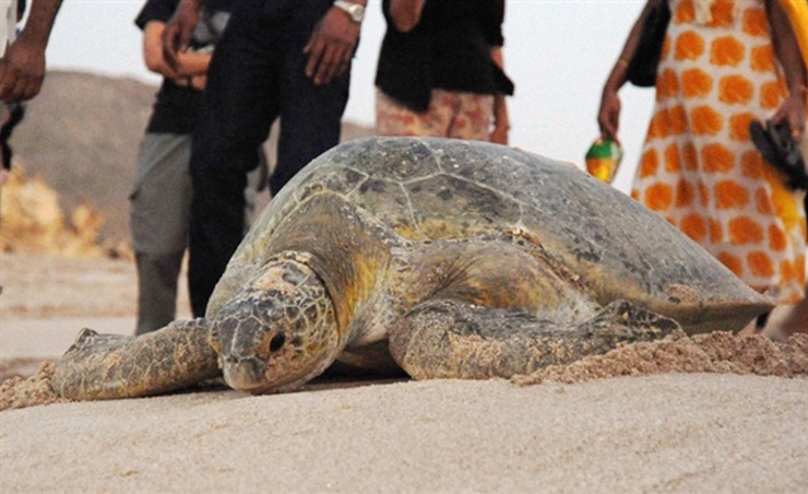 Omanis, tourists visit turtle sanctuary