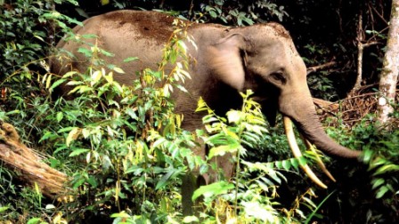 Killing of endangered Sumatran elephant sparks anger