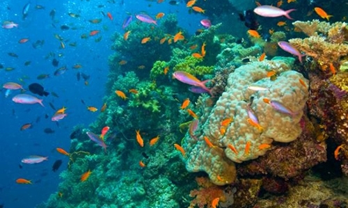 Barrier Reef at greater risk than thought