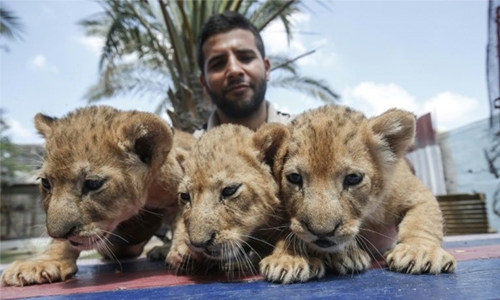 Cramped Gaza zoo reopens, months after closing