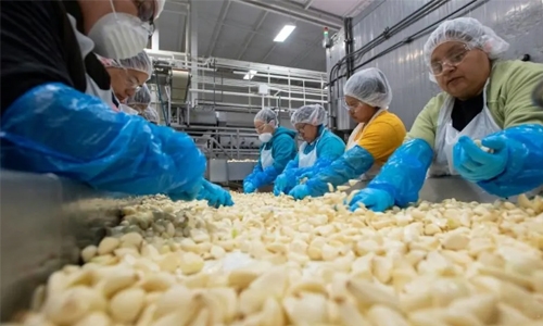 American garlic, honey farmers cheer Trump’s tariffs on China