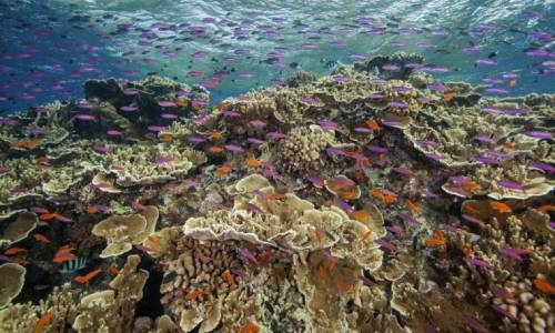 Great Barrier Reef suffers widespread coral bleaching