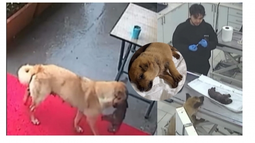 Mother Dog’s Unbelievable Love: Carries Unconscious Puppy to Vet for Life-Saving Help