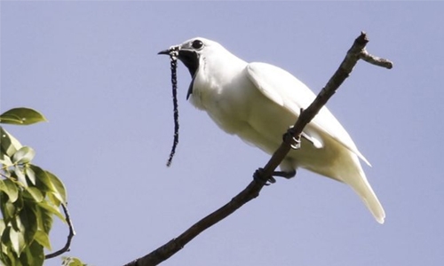 World’s loudest bird sings heart out in pursuit of love