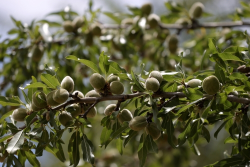 Almond festival opens tomorrow in Bahrain