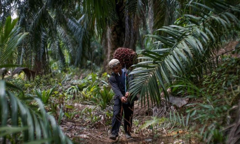 Palm oil ban likely to displace, not halt, biodiversity losses 