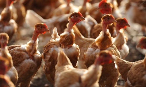 Iran culls birds after avian flu outbreak