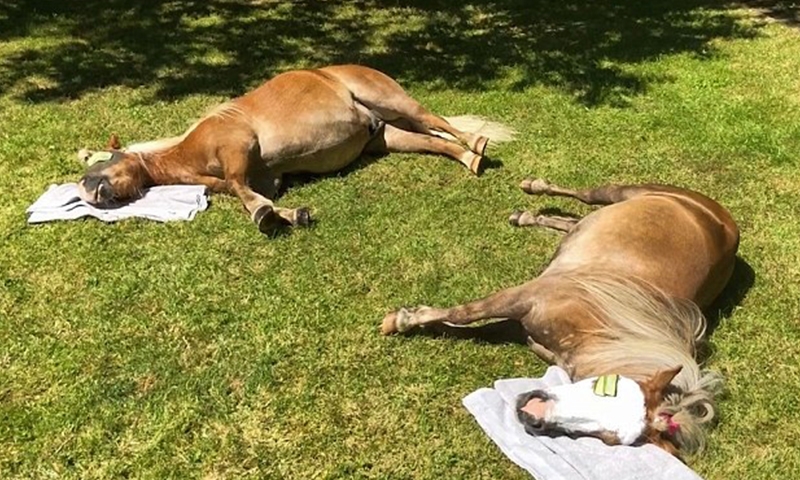 Trainer sets up a Spa for her tired ponies in garden