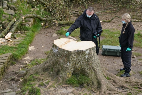 Signs of life spark hope for UK's felled Sycamore Gap tree