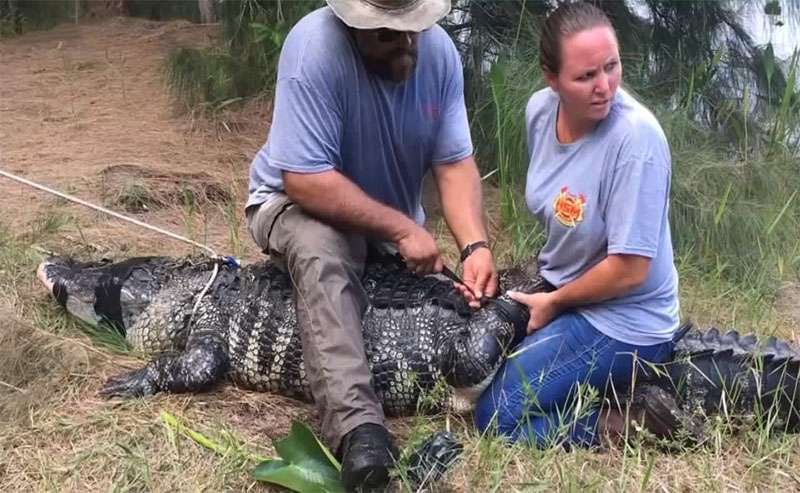 Human arm found inside an alligator in Florida!!
