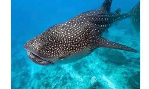 Whale shark spotted in Bahraini waters!