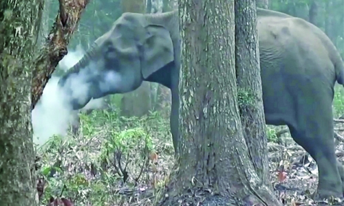 ‘Smoking’ elephant baffles experts