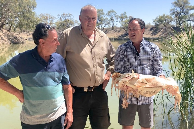 Million dead fish cause environmental stink in Aus