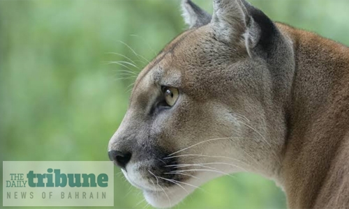 Three mountain lions shot in US after feeding on human remains