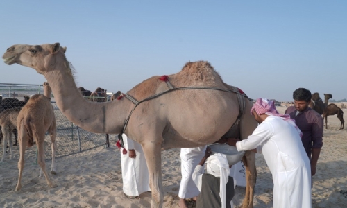 Al Wathba Milking Competition sees 300 camels compete during Shaikh Zayed Festival