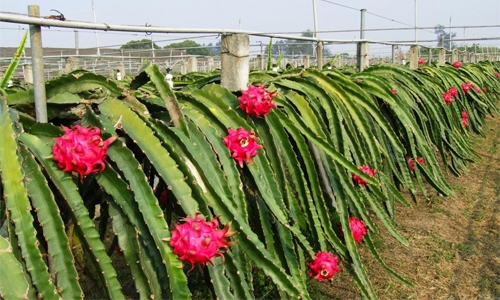 Have you tasted it? Come and taste dragon fruit in Bahrain 