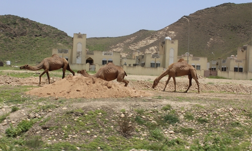 Oman coolest in GCC 