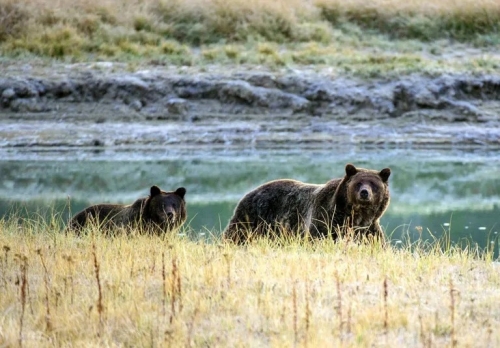Canada conservationists push back as grizzly hunting ban lifted
