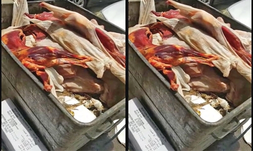 Bin with waste meat create panic in Bahrain