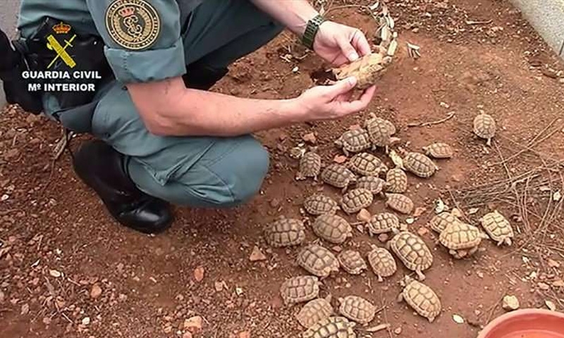 Police smash Europe’s ‘biggest’ illegal turtle farm