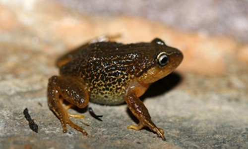 Frog with yellow eyebrows discovered in Colombia