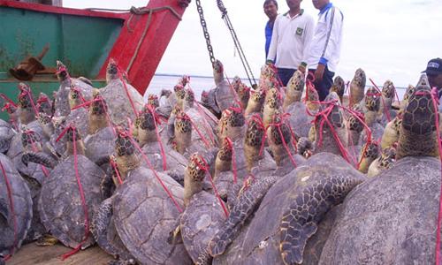 Chinese smuggling endangers rare Philippine turtles