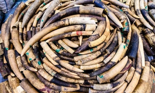 Yahoo Japan to end ivory trade on its websites