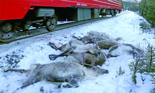 Norway freight trains kill reindeer