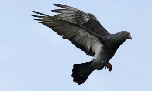 Argentina police kill drug-carrying pigeon