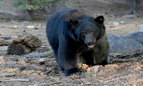 Nearly 300 bears killed in controversial Florida hunt